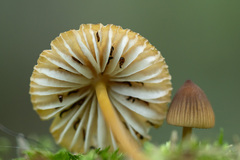 Mycena viridimarginata