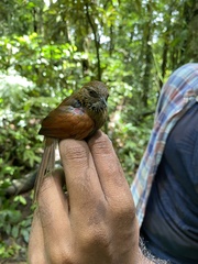 Synallaxis cinnamomea