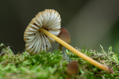 Mycena viridimarginata