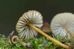 Mycena viridimarginata