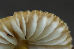 Mycena viridimarginata