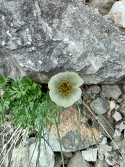 Anemone parviflora