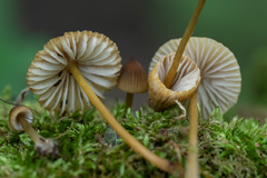 Mycena viridimarginata