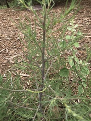 Salsola collina