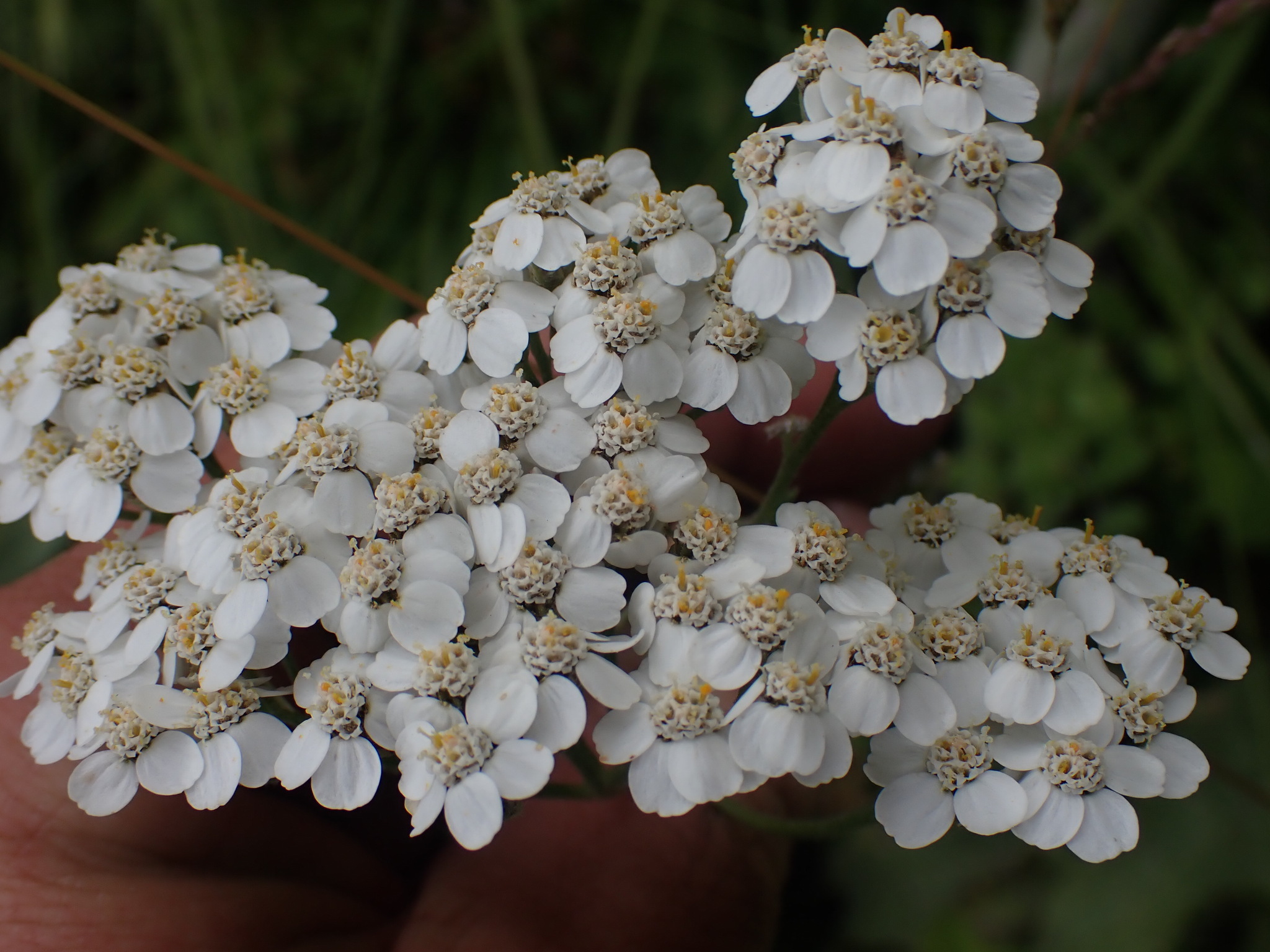 Photo of flowers with white “petals” surrounding a center disk containing yellow-white florets. These flowers are common yarrow and are surrounded by a hand. 