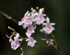 Epidendrum calanthum