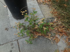 Tanacetum parthenium