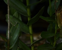 Epidendrum calanthum