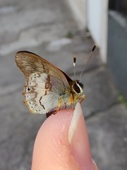 Euselasia eucerus