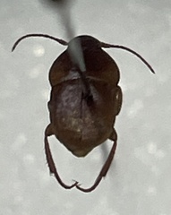 Leptinus