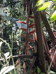 Heliconia vellerigera