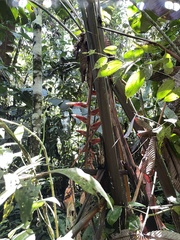 Heliconia vellerigera