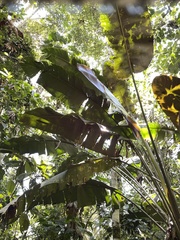 Heliconia vellerigera