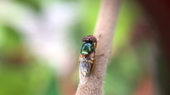 Physiphora alceae