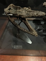 Elasmosauridae