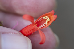 Penstemon rostriflorus