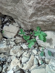 Potentilla nivea