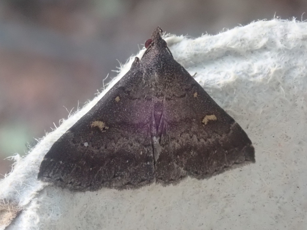 Sober Renia Moth