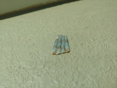 Argopecten ventricosus