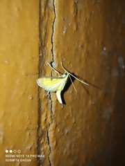Insecta
