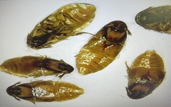 Platypsyllus castoris