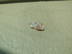 Argopecten ventricosus