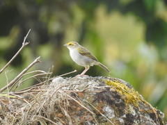 Ammodramus aurifrons