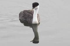 Aechmophorus occidentalis