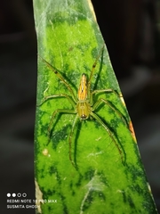 Oxyopidae