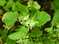 Hayhurstia atriplicis
