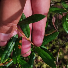 Exobasidium cassandrae