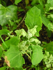 Hayhurstia atriplicis