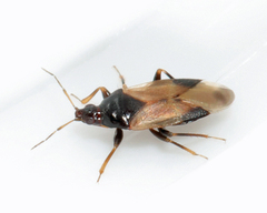 Calliodis temnostethoides