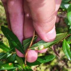 Exobasidium cassandrae