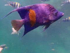 Pomacanthus maculosus