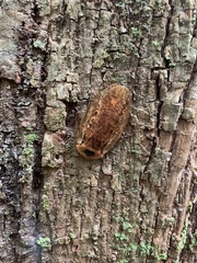 Blaberinae
