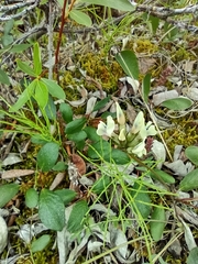 Oxytropis maydelliana