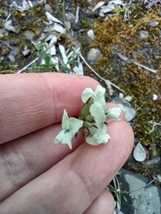 Oxytropis maydelliana