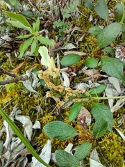 Oxytropis maydelliana