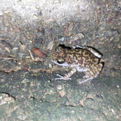 Eleutherodactylus interorbitalis