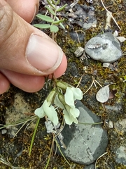 Oxytropis maydelliana