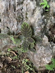 Gesnerieae