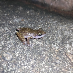 Eleutherodactylus interorbitalis