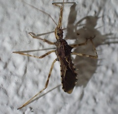 Heza ornata