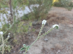 Heliotropium europaeum