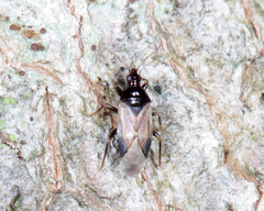 Calliodis temnostethoides