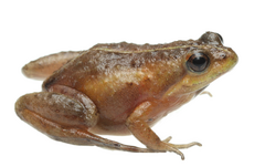 Microbatrachella capensis