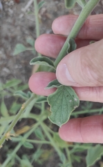 Heliotropium europaeum