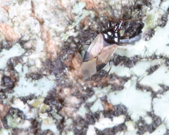 Calliodis temnostethoides