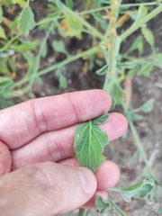 Heliotropium europaeum